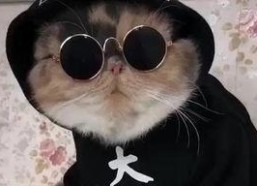 吃瓜娱乐的喵哥是谁